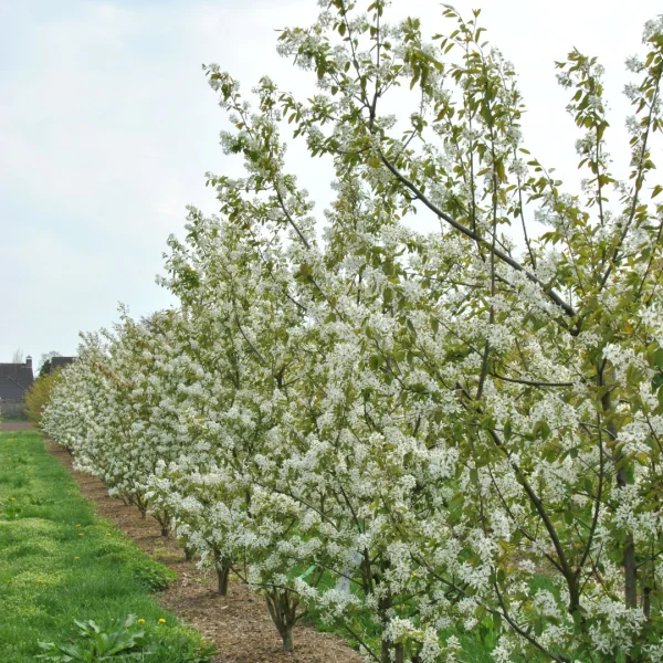 Amelanchier 'Ballerina' – Amelanchier 'Ballerina'