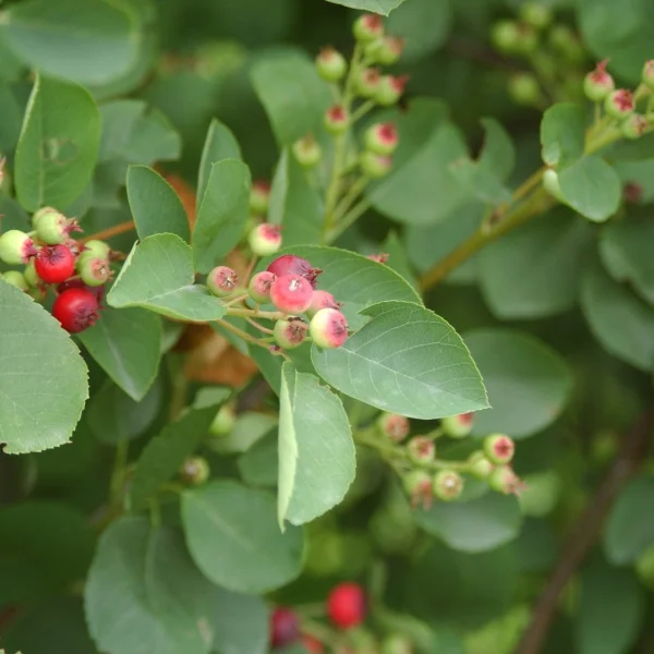 Amelanchier rotundifolia – Amelanchier rotundifolia