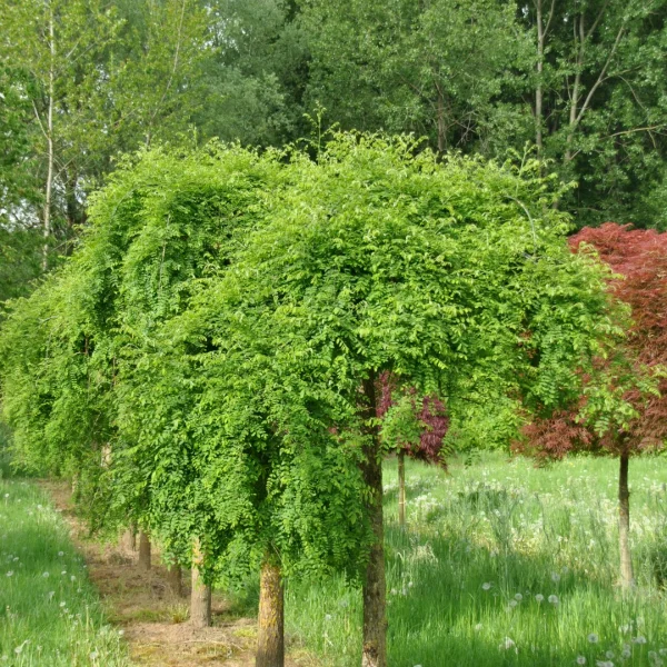 Styphnolobium japonicum 'Karaca Weeping' – Styphnolobium japonicum 'Karaca Weeping'