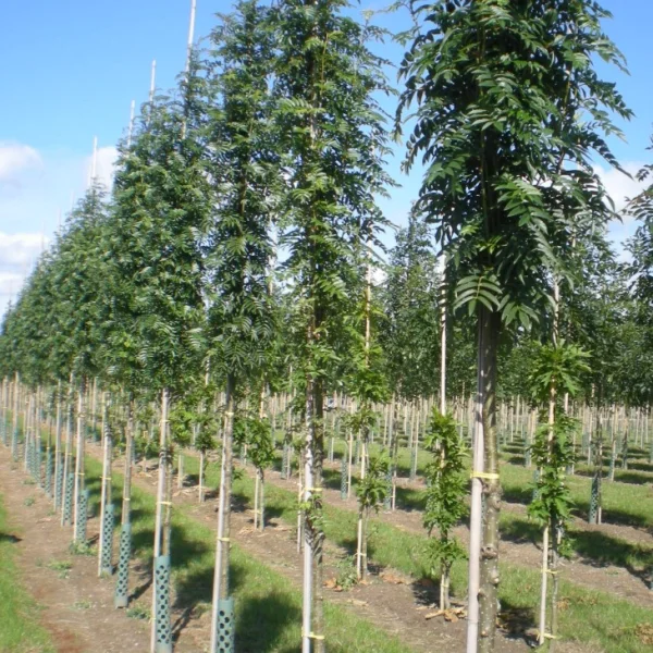 Sorbus aucuparia 'Autumn Spire'  – Sorbus aucuparia 'Autumn Spire'
