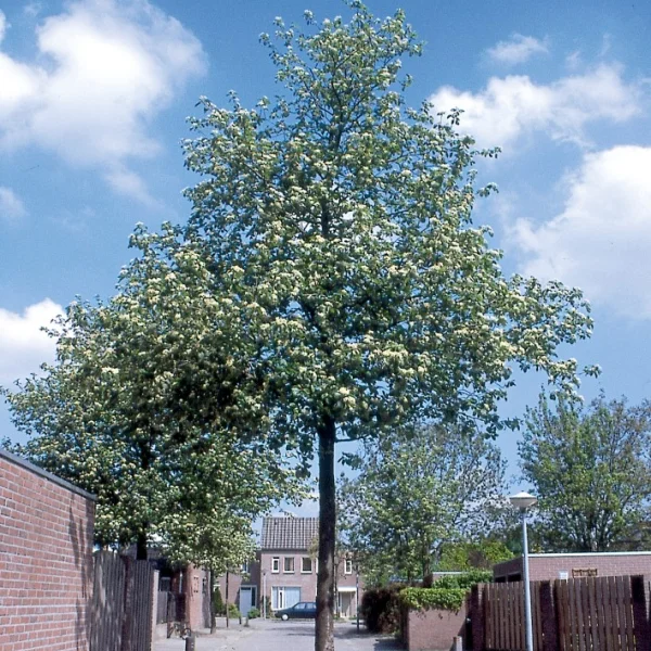 Sorbus latifolia 'Atrovirens' – Sorbus latifolia 'Atrovirens'