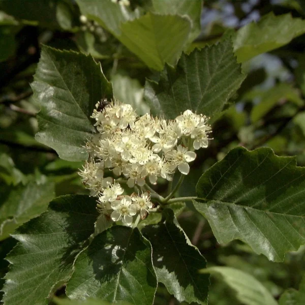 Sorbus latifolia 'Henk Vink' – Sorbus latifolia 'Henk Vink'