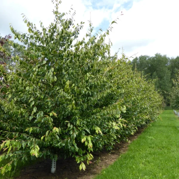 Sycoparrotia semidecidua – Sycoparrotia semidecidua