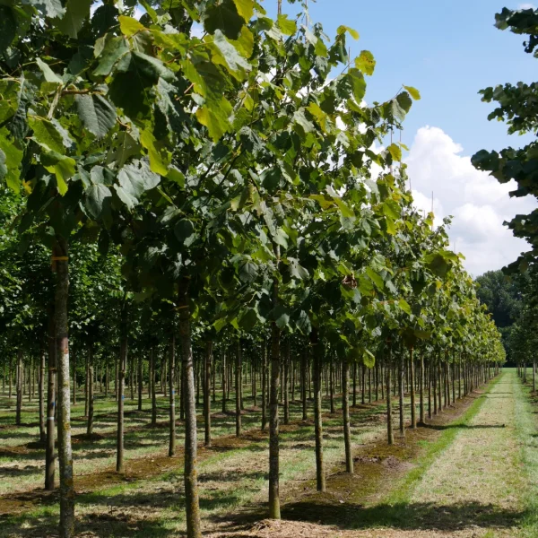 Tilia americana 'Neglect' – Tilia americana 'Neglect'