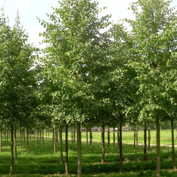 Tilia cordata 'Savaria' – Tilia cordata 'Savaria'