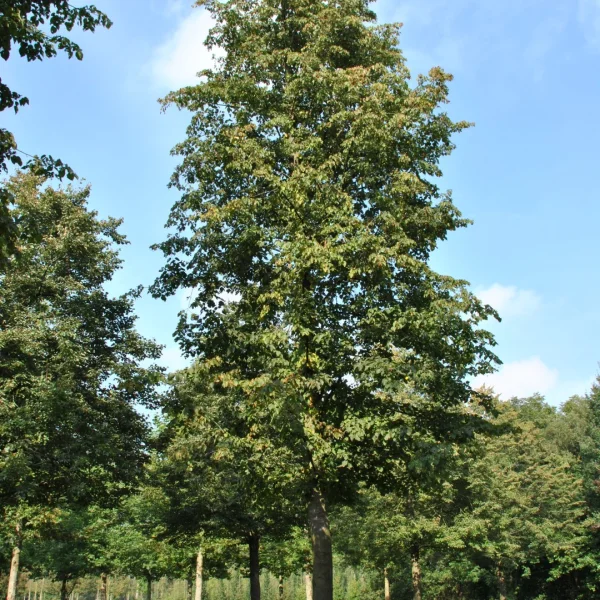 Tilia ×flavescens 'Glenleven' – Tilia ×flavescens 'Glenleven'