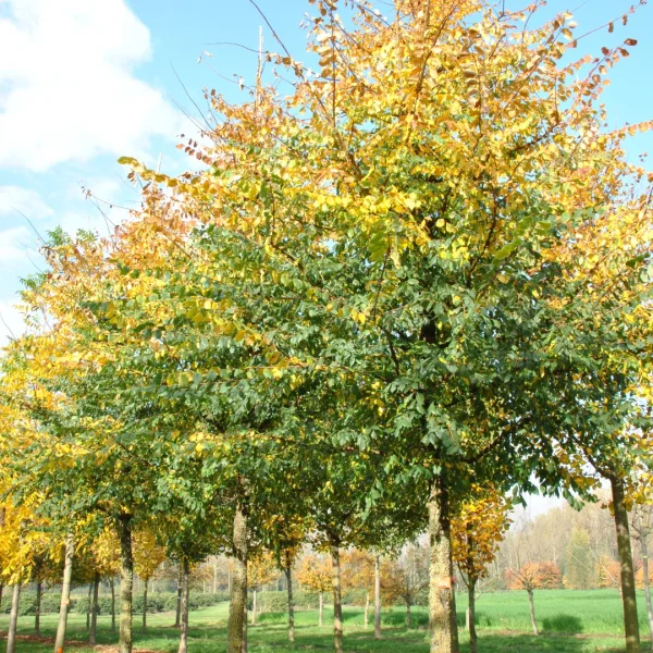 Ulmus minor 'Cloud Corky' – Ulmus minor 'Cloud Corky'