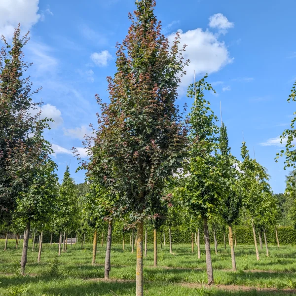 Acer campestre 'Red Shine' &ndash; Acer campestre 'Red Shine'