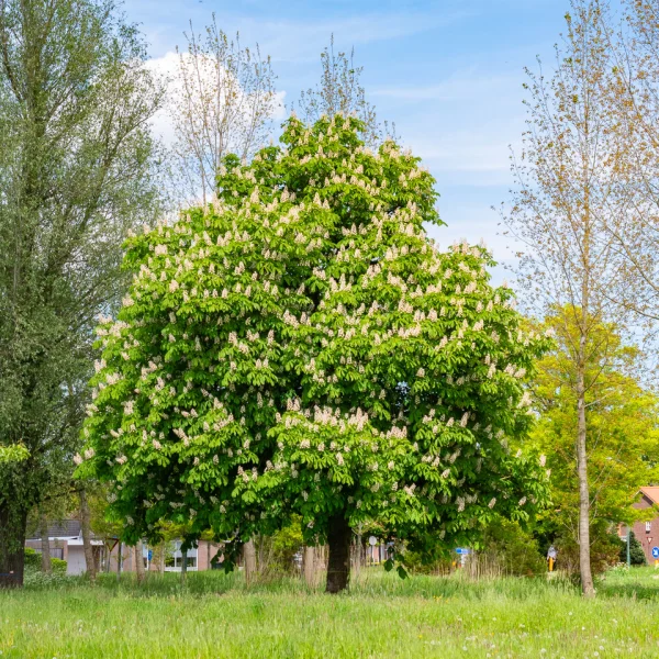 Aesculus hippocastanum &ndash; Common horse chestnut