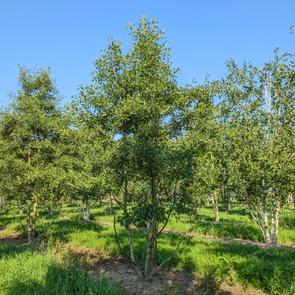 Alnus glutinosa 'Laciniata' &ndash; Alnus glutinosa 'Laciniata'
