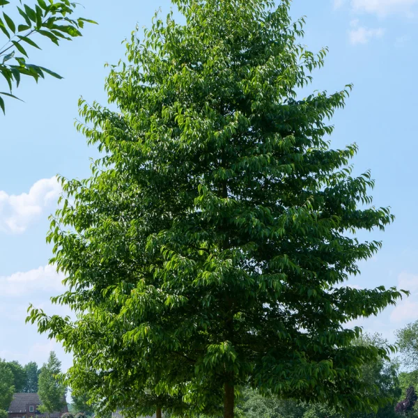 Alnus ×spaethii 'Spaeth' – Alnus ×spaethii 'Spaeth'