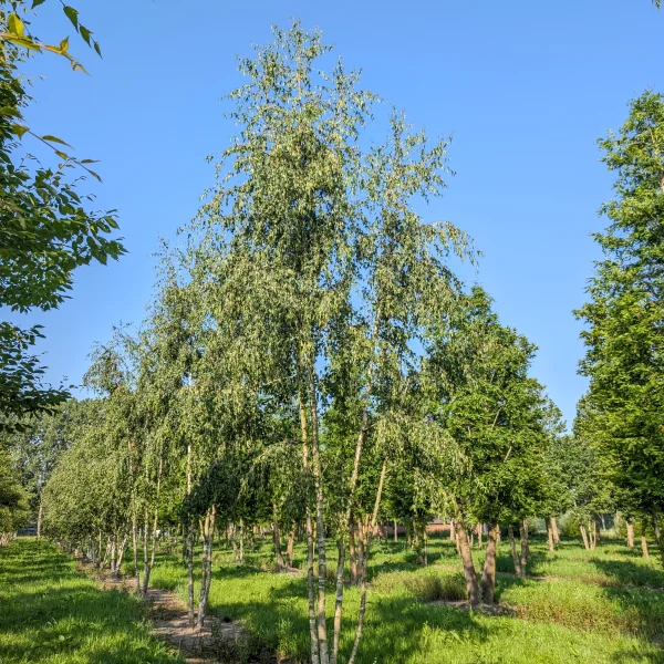 Betula pendula 'Laciniata' &ndash; Betula pendula 'Laciniata'