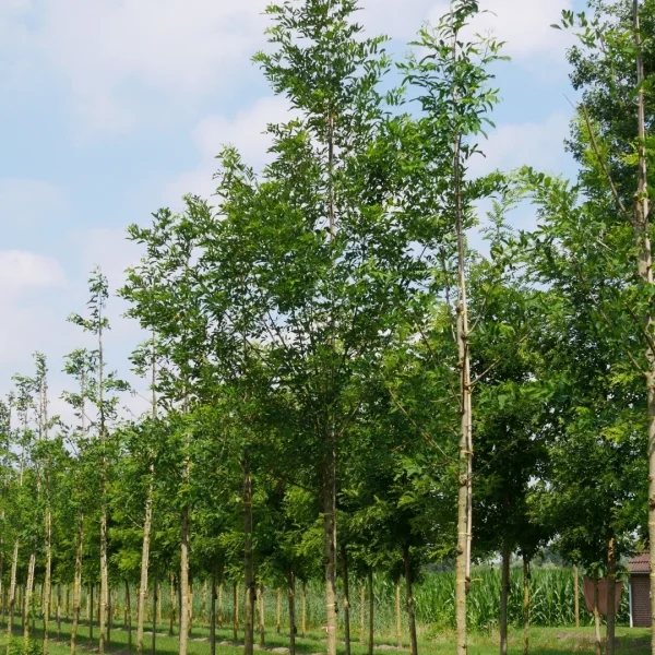 Robinia ambigua 'Decaisneana' – Robinia pseudoacacia 'Semperflorens'