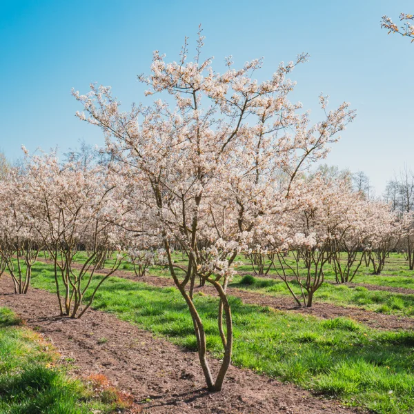 Amelanchier lamarckii – June berry, Service berry