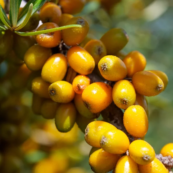 Hippophae rhamnoides 'Leikora' – Hippophae rhamnoides 'Leikora'