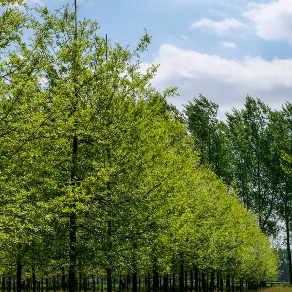 Quercus imbricaria – Shingle oak, Laurel oak