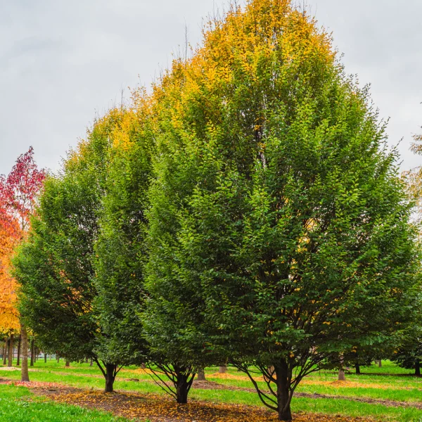 Carpinus betulus 'Fastigiata' &ndash; Carpinus betulus 'Fastigiata'