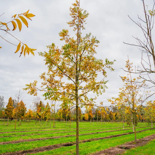Carya illinoinensis &ndash; Pecan