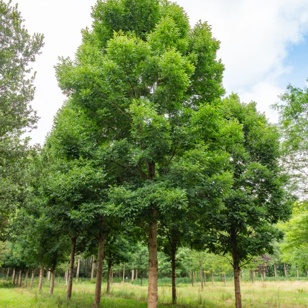 Fraxinus pennsylvanica CIMMARON ('Cimmzam') &ndash; Fraxinus pennsylvanica CIMMARON ('Cimmzam')