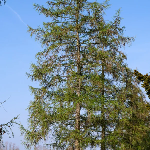 Larix kaempferi &ndash; Japanese larch