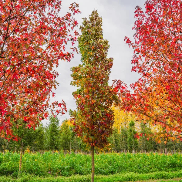Liquidambar styraciflua 'Slender Silhouette' &ndash; Liquidambar styraciflua 'Slender Silhouette'