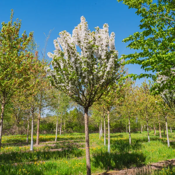 Malus 'Adirondack' &ndash; Malus 'Adirondack'