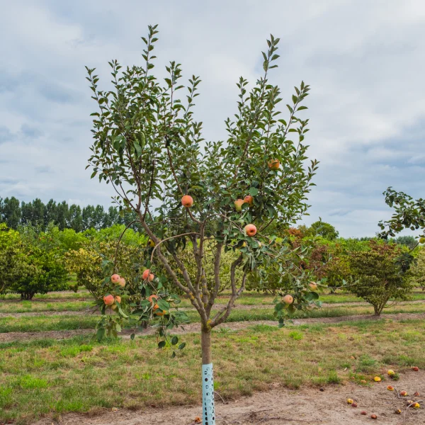 Malus domestica 'Bramley's Seedling' &ndash; Malus domestica 'Bramley's Seedling'