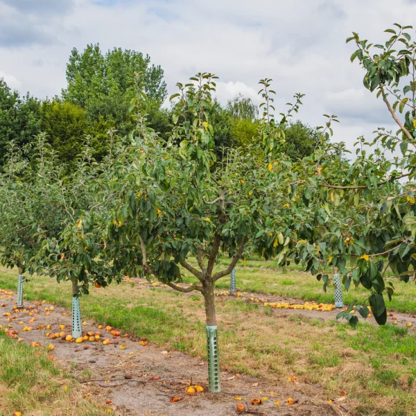Malus domestica 'Gravensteiner' &ndash; Malus domestica 'Gravensteiner'