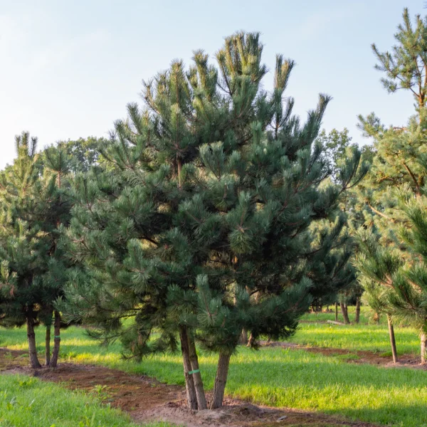 Pinus nigra subsp. nigra &ndash; Austrian pine, Black pine