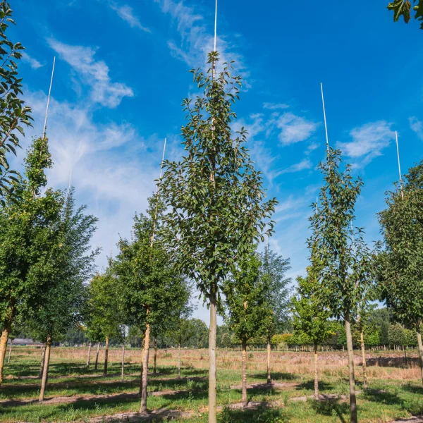 Prunus padus 'Watereri' &ndash; Prunus padus 'Watereri'