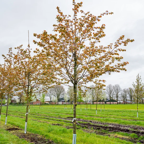 Prunus sargentii 'Charles Sargent' &ndash; Prunus sargentii 'Charles Sargent'
