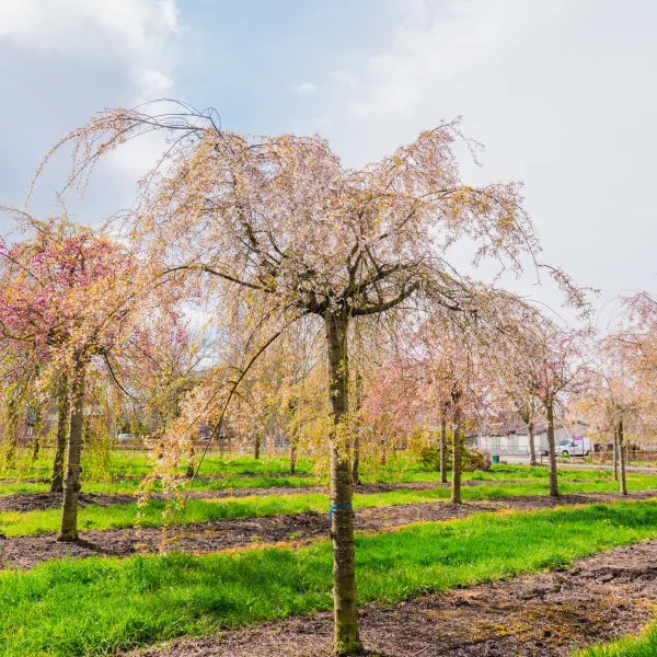 Prunus ×subhirtella 'Pendula' &ndash; Prunus ×subhirtella 'Pendula'