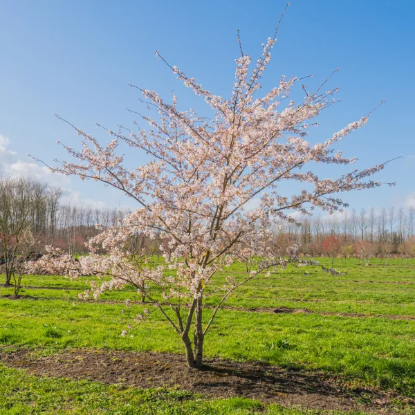 Prunus ×yedoensis &ndash; Paperback cherry, Tibetan cherry