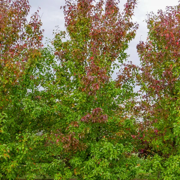 Pyrus calleryana 'Redspire' &ndash; Pyrus calleryana 'Redspire'