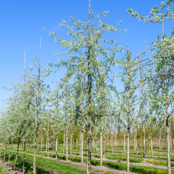 Pyrus salicifolia 'Pendula' &ndash; Pyrus salicifolia 'Pendula'