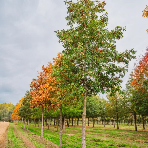 Quercus alba &ndash; White oak, American white oak