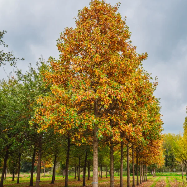 Quercus bicolor &ndash; Swamp white oak