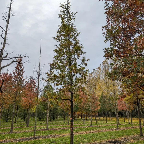 Quercus castaneifolia &ndash; Chestnut-leaved oak