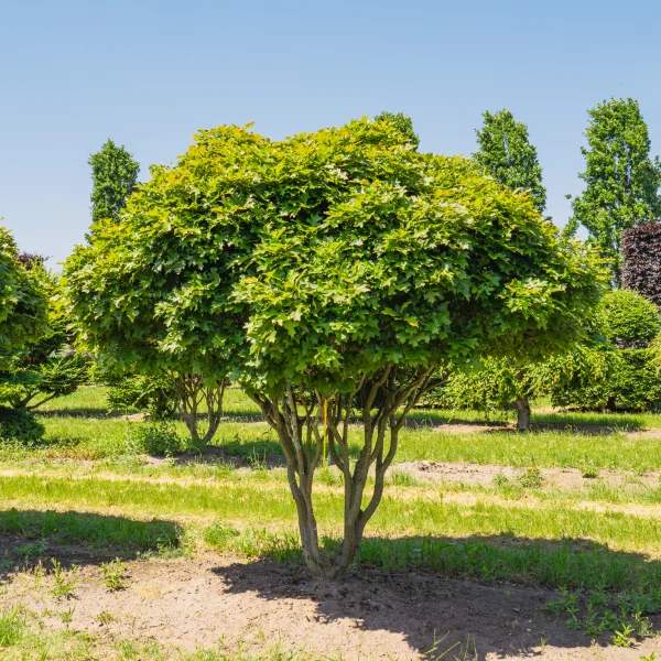 Quercus palustris 'Green Dwarf' &ndash; Quercus palustris 'Green Dwarf'