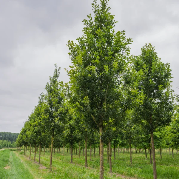 Quercus petraea 'Ryan' &ndash; Quercus ×rosacea 'Ryan'