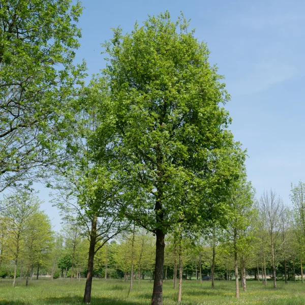Quercus pubescens &ndash; Downy oak, White oak