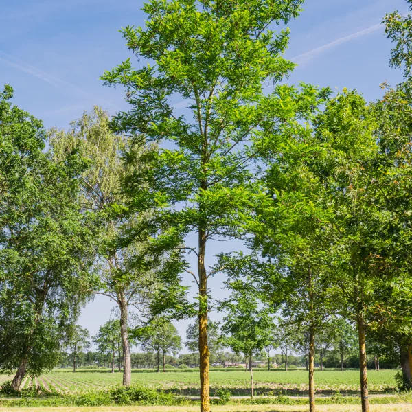 Robinia pseudoacacia 'Bessoniana' &ndash; Robinia pseudoacacia 'Bessoniana'