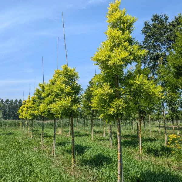 Styphnolobium japonicum 'Gold Standard' &ndash; Styphnolobium japonicum 'Golden Standard'