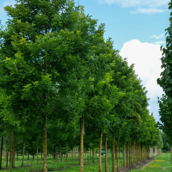 Styphnolobium japonicum PRINCETON UPRIGHT ('Fleright') &ndash; Styphnolobium japonicum PRINCETON UPRIGHT ('Fleright')