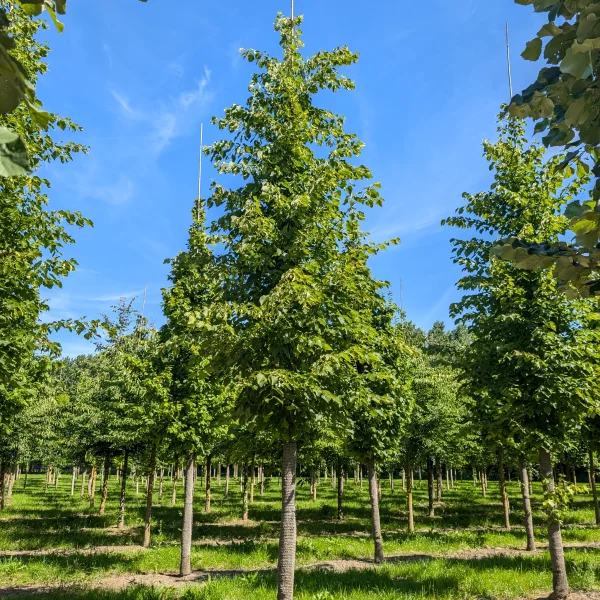 Tilia ×flavescens 'Glenleven' &ndash; Tilia ×flavescens 'Glenleven'