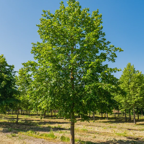 Tilia platyphyllos &ndash; Large-leaved linden