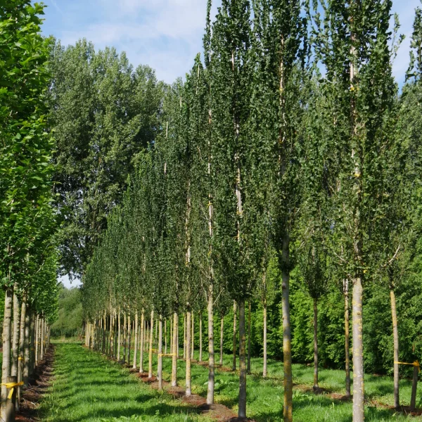 Ulmus 'Columella' – Ulmus 'Columella'