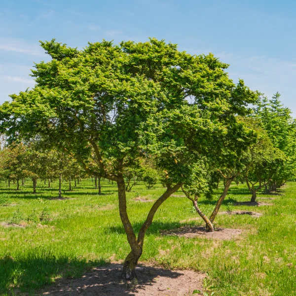 Ulmus minor 'Jacqueline Hillier' &ndash; Ulmus minor 'Jacqueline Hillier'