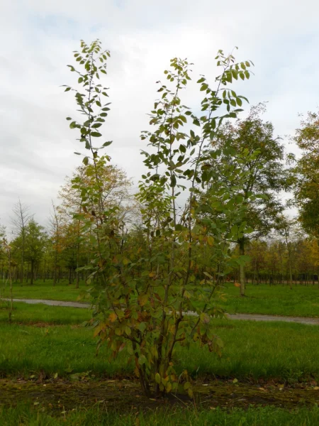 Maakia Tree Identification Maackia amurensis | Amur Maackia - Van den Berk Nurseries