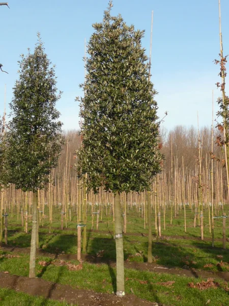 Quercus ilex | Holm oak, Holly oak, Evergreen oak - Van den Berk Nurseries